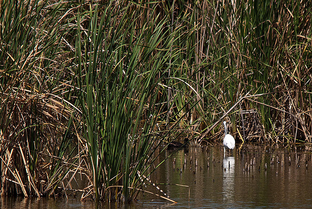 20120514 9802RTw [E] Silberreiher, Blässhuhn, [Almaraz]