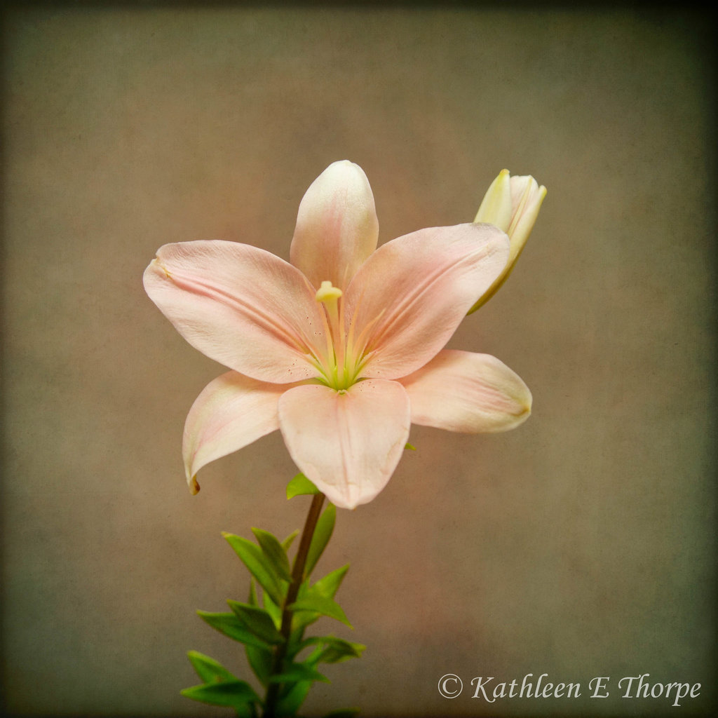 Tiger Lily Darkwood67 Texture