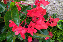 Fleurs rouges de bégonia
