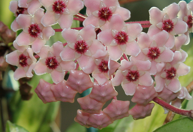 Hoya carnosa