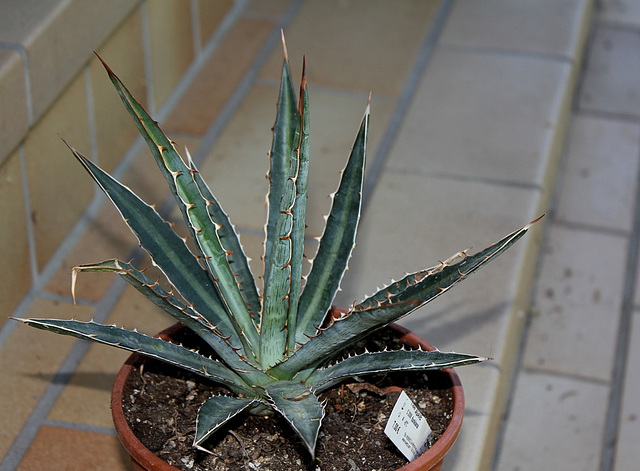 Agave funkiana
