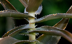 Aloe ciliaris (2)