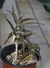 Aloe ciliaris (3)