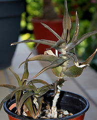 Aloe ciliaris