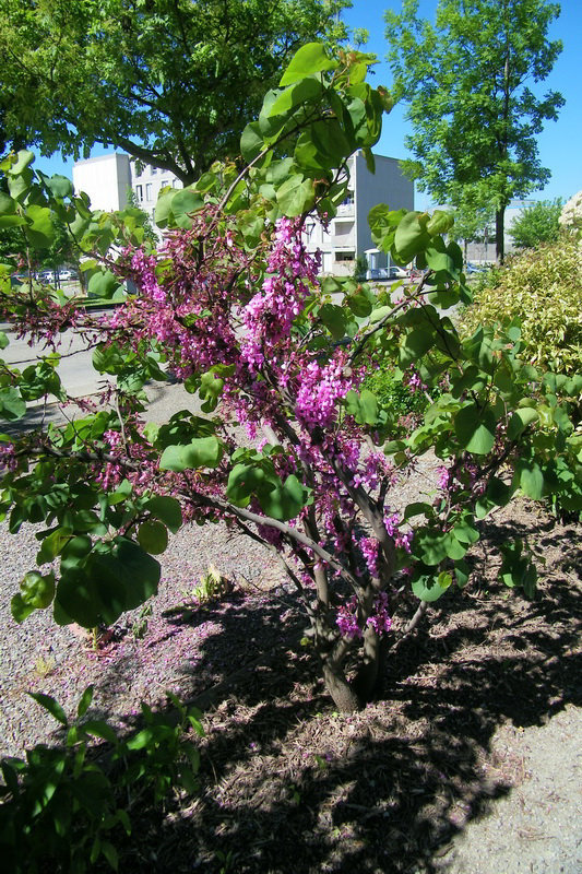 Arbre de Judée !