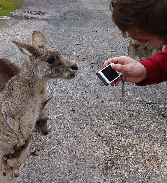 Théo & the kangaroos, part deux