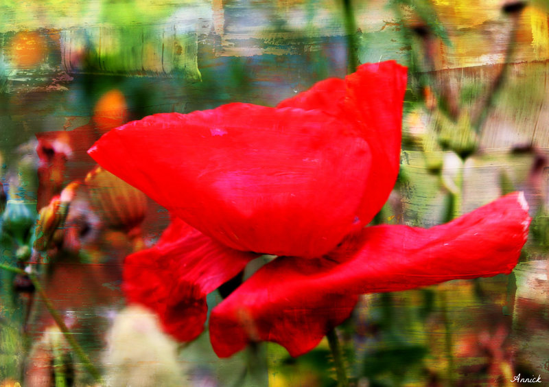 GENTIL COQU'LICOT MON COEUR ***