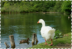 JE RETOURNE DANS LA MARE *** JE RETOURNE DANS LA MARE ***
