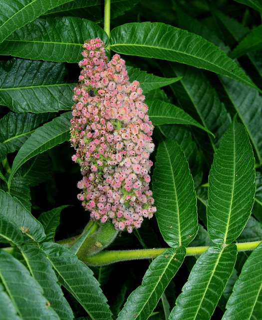 Sumac de virginie - Rhus Typhina