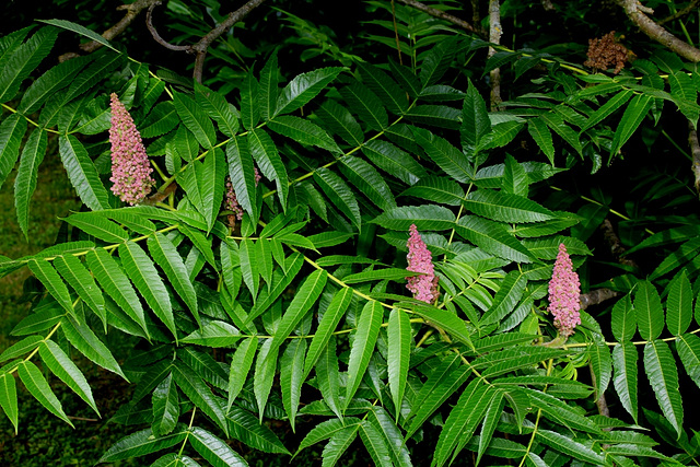 Sumac de virginie - Rhus Typhina