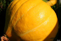 ROND & JAUNE*** ROND & JAUNE***