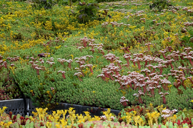 Sedum lydium et Sedum acre