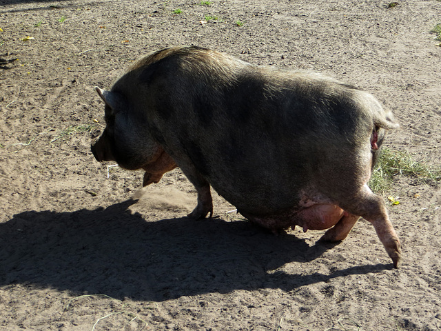 Wasserschwein