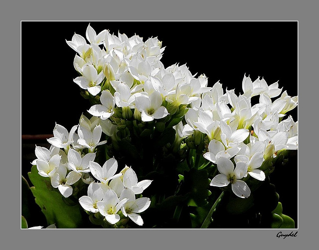 Ou un Petit Blanc ...