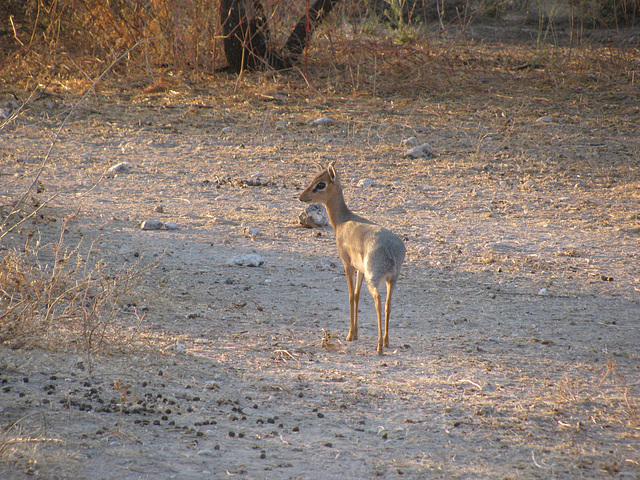 Tiere