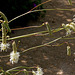 Sanguisorba parviflora