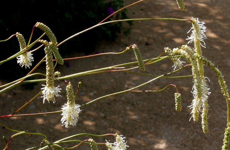 Sanguisorba parviflora
