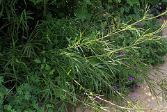 Sanguisorba parviflora