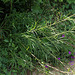 Sanguisorba parviflora