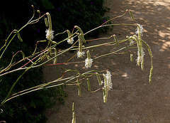 Sanguisorba parviflora