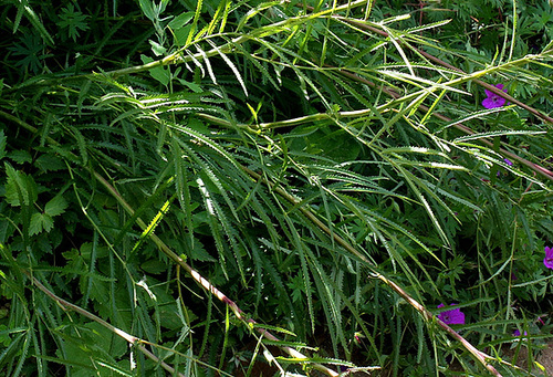 Sanguisorba parviflora