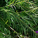 Sanguisorba parviflora