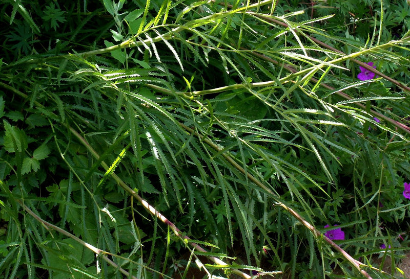Sanguisorba parviflora