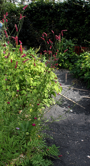 Sanguisorba tenuifolia