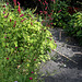 Sanguisorba tenuifolia