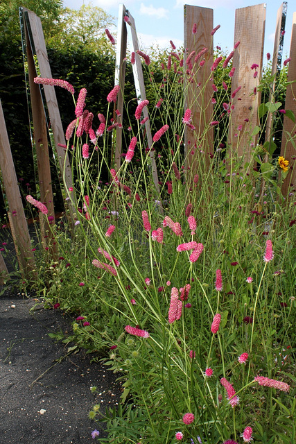 Sanguisorba tenuifolia