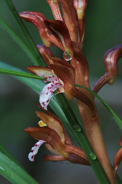 Western Spotted Coralroot