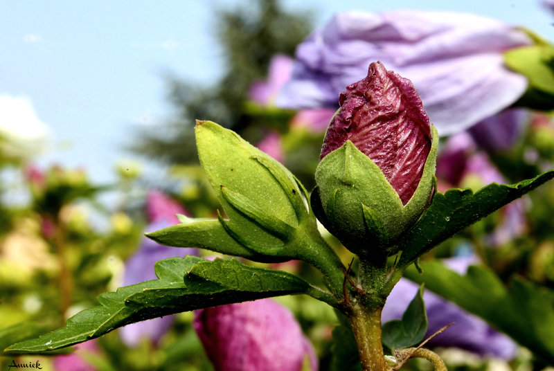 BOUTON D'HIBISCUS ***
