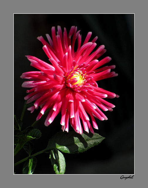 Dahlia