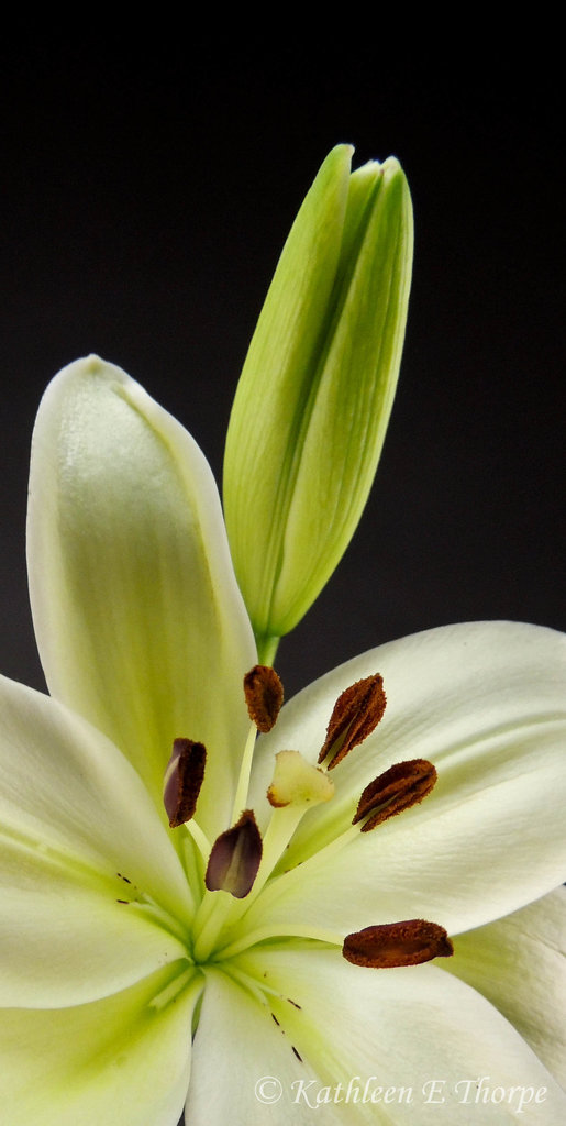 Tiger Lily macro white 071812