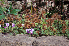 20120901 1296RD8w [D~LIP] Stachelnüsschen, Alpenveilchen, Bad Salzuflen