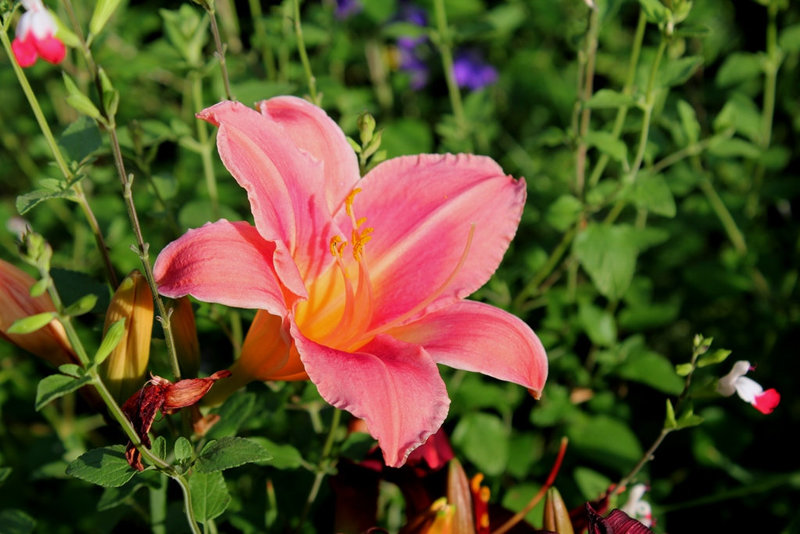 Hémérocalle rose