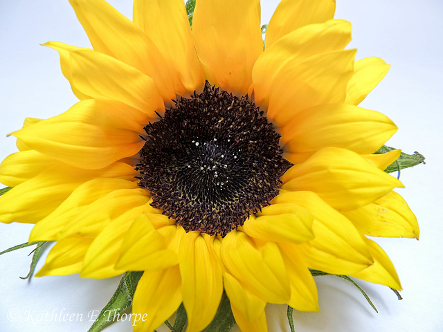 Sunflower 090412