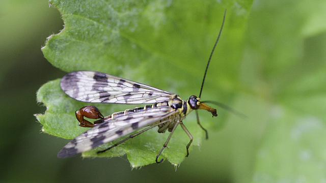 Mouche scorpion