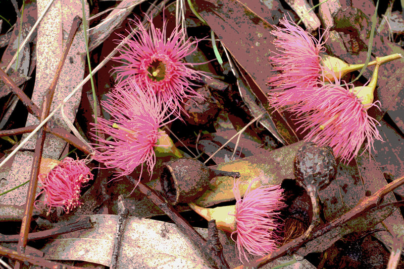 Eucalyptus leucoxylon ssp. leucoxylon blossom strew