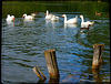 LA MARE AUX CANARDS, OIES ****