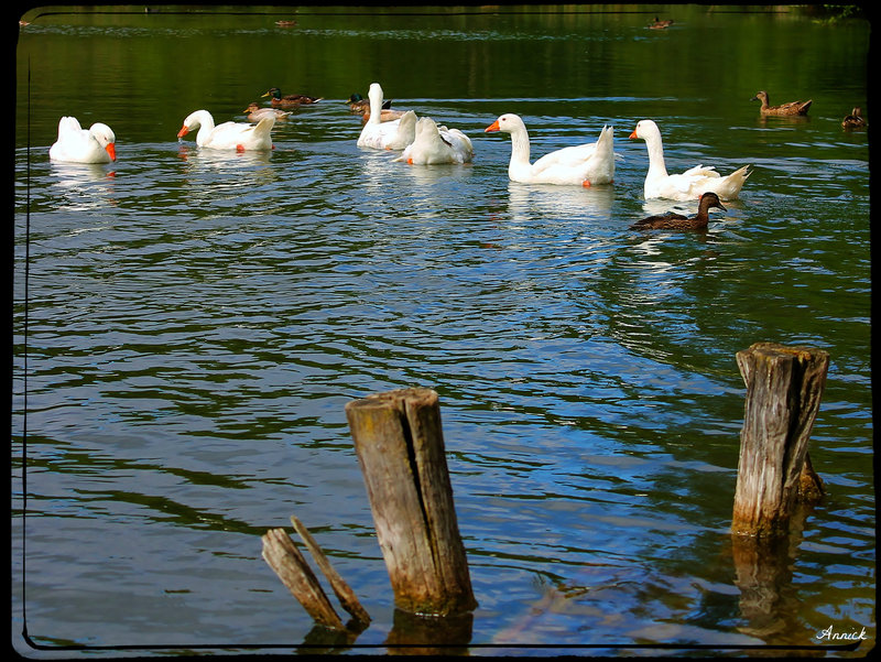 LA MARE AUX CANARDS, OIES ****
