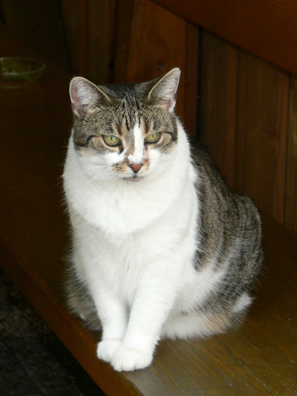 Leni