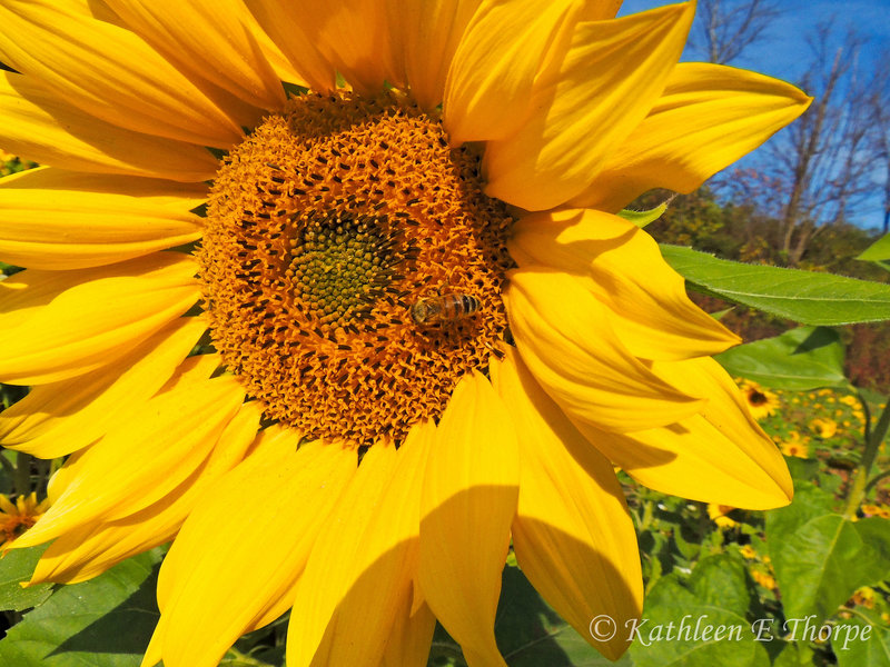 Sunflower and Honey Bee -  View Large.