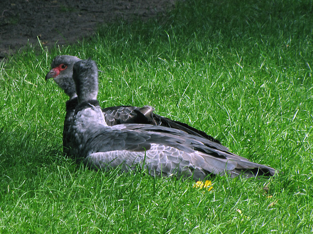 IMG 2916 Vögel