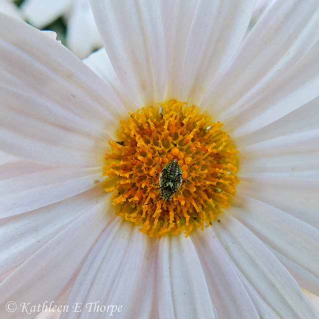 Daisy and Guest