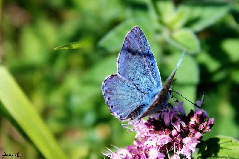 BLEU AZURé ***