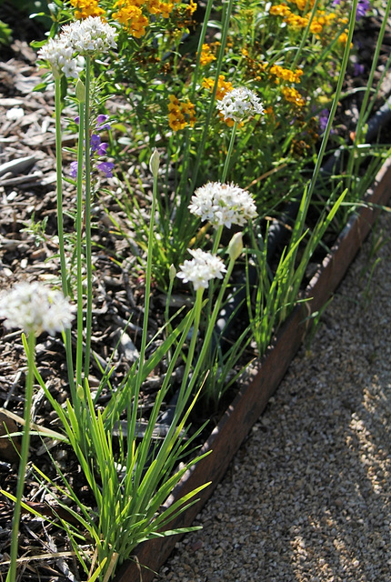 Allium tuberosum - Ail à couper de Chine