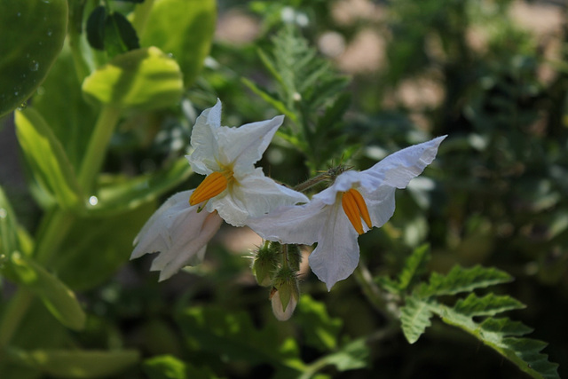 Morelle de Balbis - Solanum sisymbriifolium