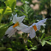 Morelle de Balbis - Solanum sisymbriifolium