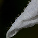 Pétale de Solanum sisymbrifolium